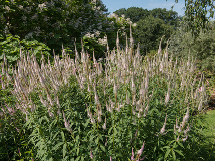 Schwarzer Ehrenpreis - Veronicastrum virginicum 'Pink Glow'