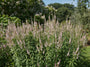 Schwarzer Ehrenpreis - Veronicastrum virginicum 'Pink Glow'