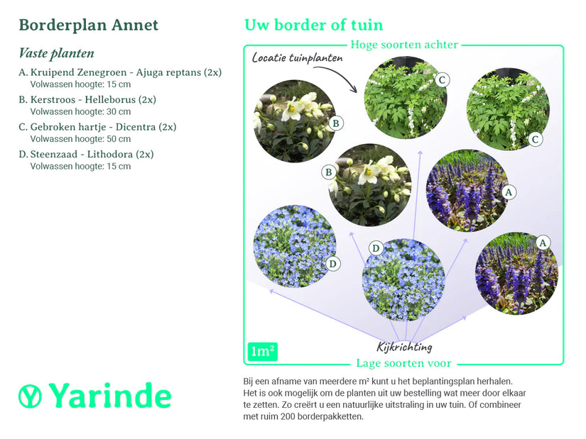 Beetpaket Annet – Frühblühende Gartenpflanzenmischung – Blau und Weiß – Teilweise Sonne