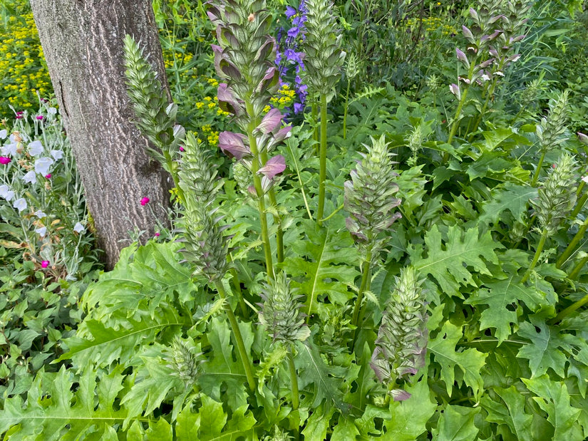 Stacheliger Bärenklau - Acanthus mollis