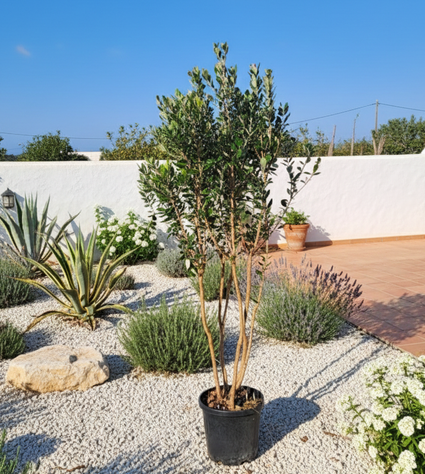 Brasilianische Guave - Acca Sellowiana