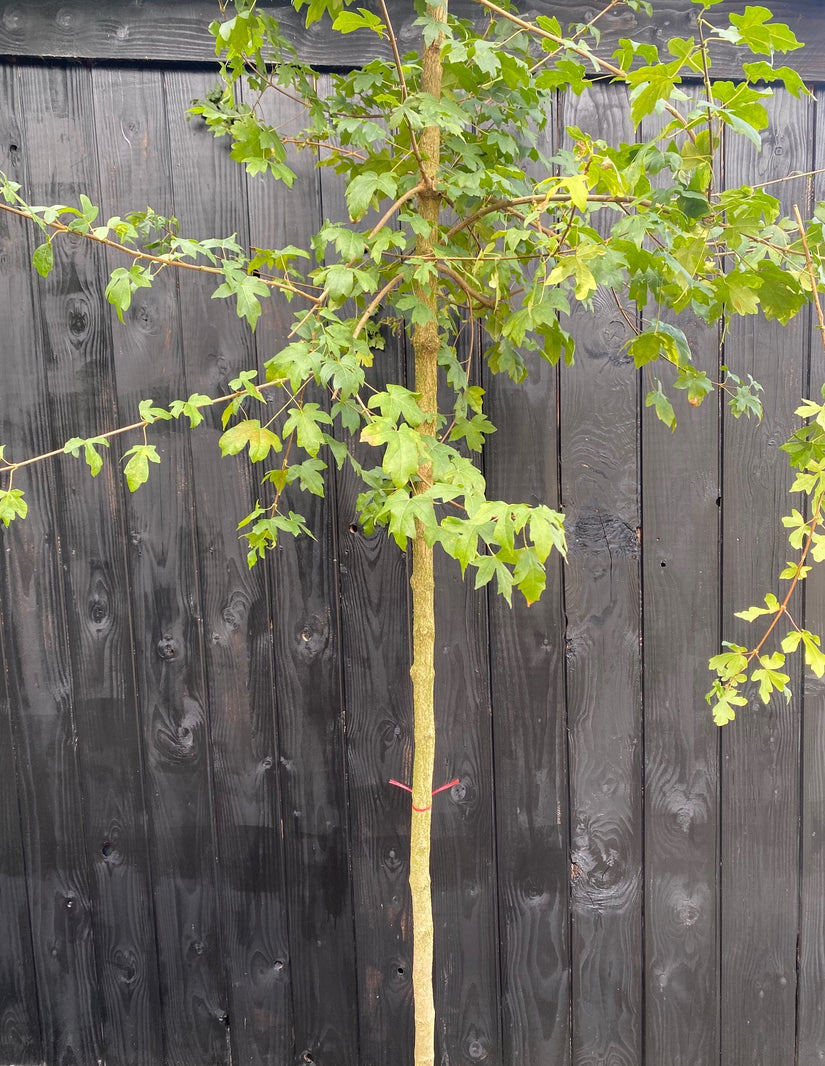 Spanische Eiche - Acer campestre-Baum