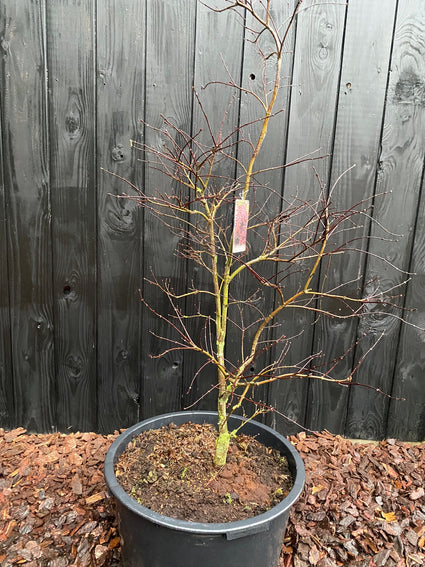 Japanse Esdoorn Acer palmatum Garnet in C35 pot winterbeeld Daan