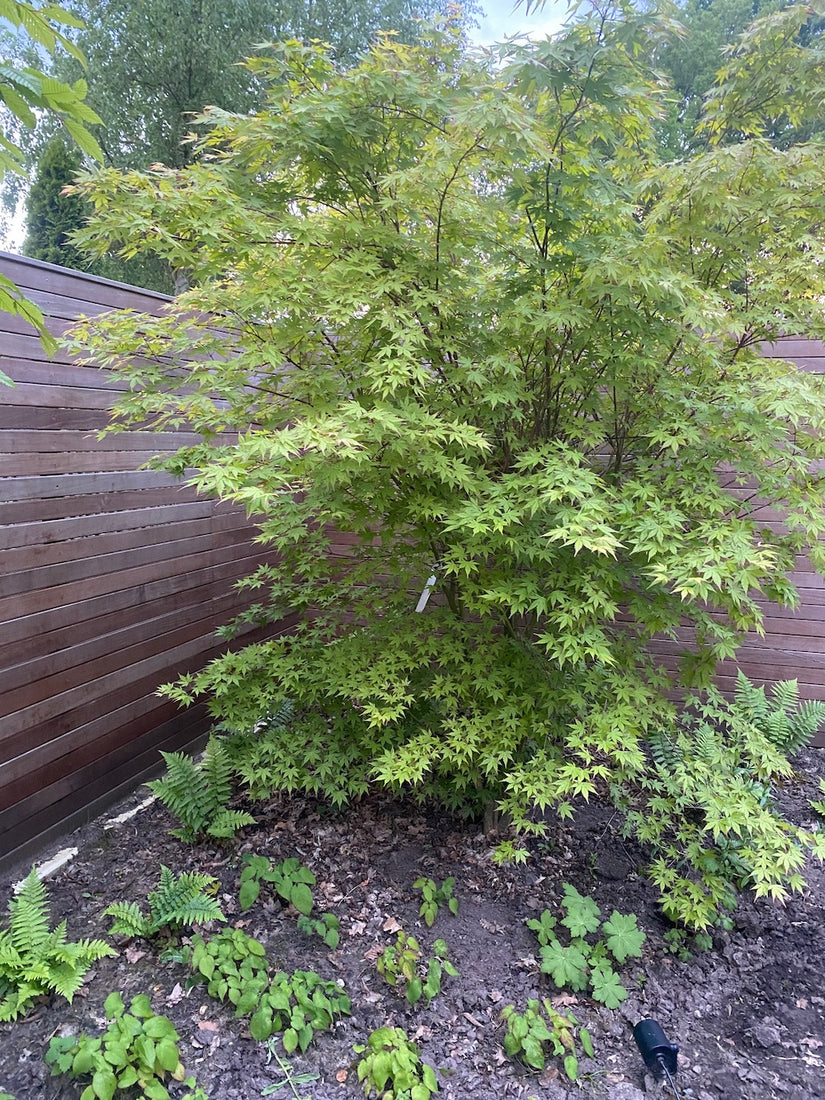 acer palmatum struik met varens en daarnaast elfenbloem epimedium rubrum