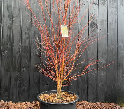 solitaire japanse esdoorn acer palmatum sangokaku in c35 pot winterbeeld