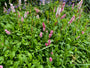 Viperroot - Persicaria bistorta