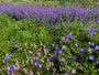 adderwortel (linksonder) met ooievaarsbek geranium rozanne (rechts) met daarboven daglelie's, daarna kattenkruid nepeta en helemaal bovenin brandkruid phlomis