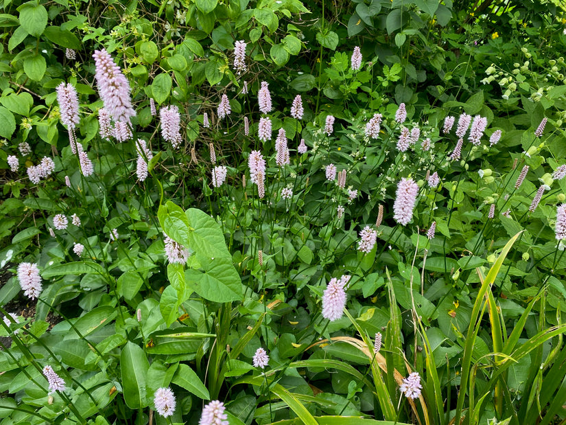 Viperroot - Persicaria bistorta