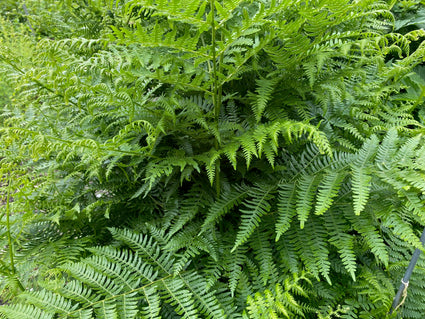 Adlerfarn - Pteridium aquilinum