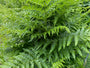 Adlerfarn - Pteridium aquilinum