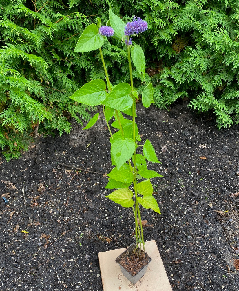 Bio-Süßholzpflanze – Agastache foeniculum TIPP