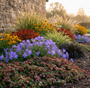 Ajuga burgundy glow vooraan in border met daarachter in groepjes Ooievaarsbek 'geranium', Gele Zonnehoed 'Rudbeckia' en Zonnekruid 'Helenium' tot wintergroene siergrassen als Zegge 'Carex', Lampenpoetsersgras 'Pennisetum' en  Zwart gras 'Ophiopogon'