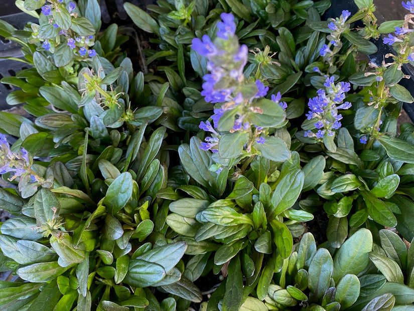 Creeping Zenegreen - Ajuga reptans 'Schokoladenstückchen'