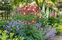 Bio-Akelei - Aquilegia 'Crimson Star'