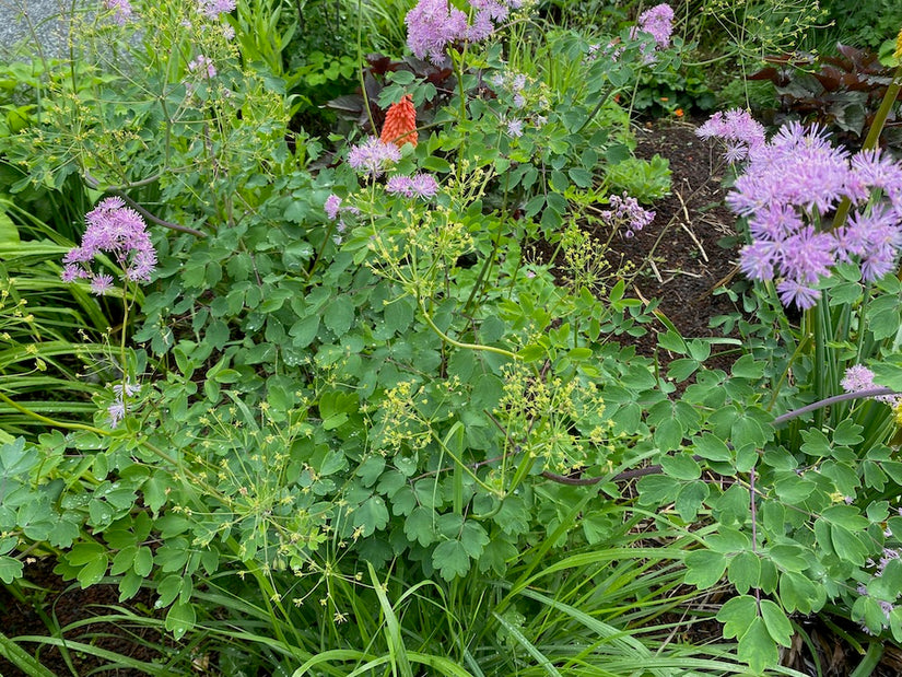 Akeleiraute - Thalictrum aquilegifolium (Rot)