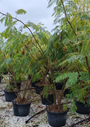 Albizia ombrella c60 pot - 200-250 cm
