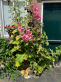 Stockrose - Alcea rosea