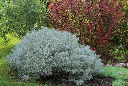 Wermut – Artemisia 'Canescens' TIPP