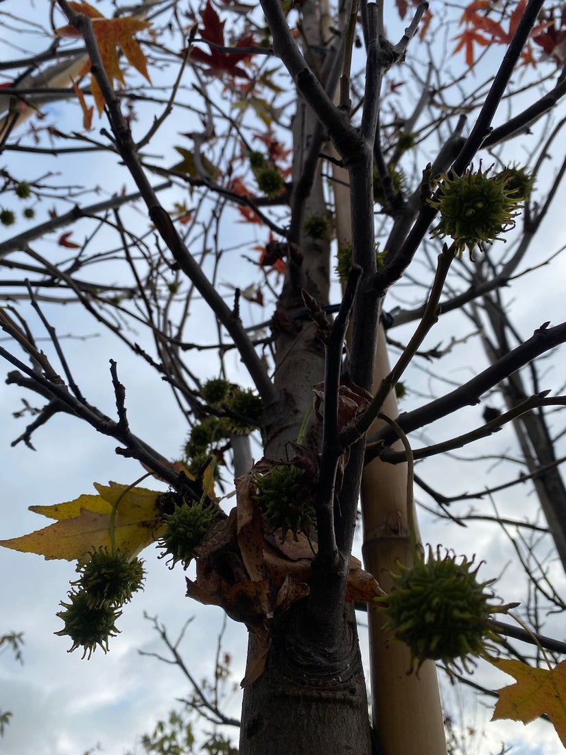 Säulen-Duftgummi - Liquidambar styraciflua 'Worplesdon' Beveerd