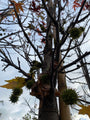 Säulen-Duftgummi - Liquidambar styraciflua 'Worplesdon' Beveerd