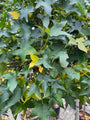 Amberbaum - Liquidambar styraciflua 'Gum Ball'