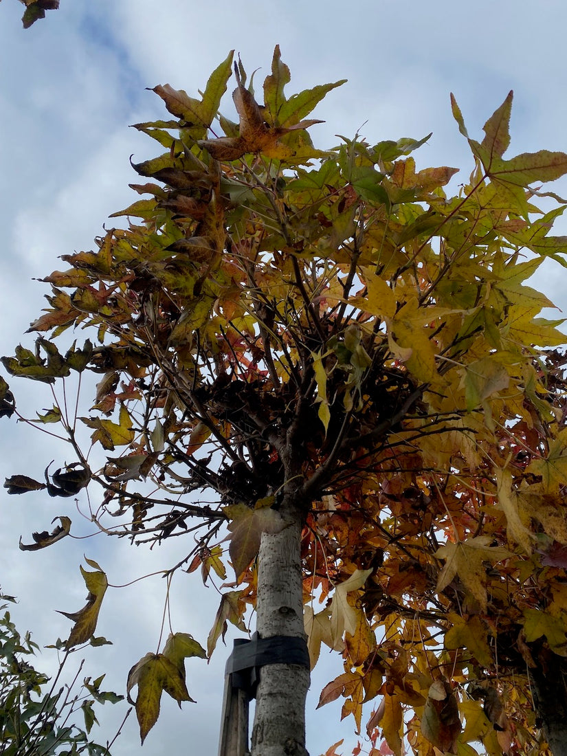 Amberbaum - Liquidambar styraciflua 'Gum Ball'