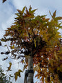 Amberbaum - Liquidambar styraciflua 'Gum Ball'