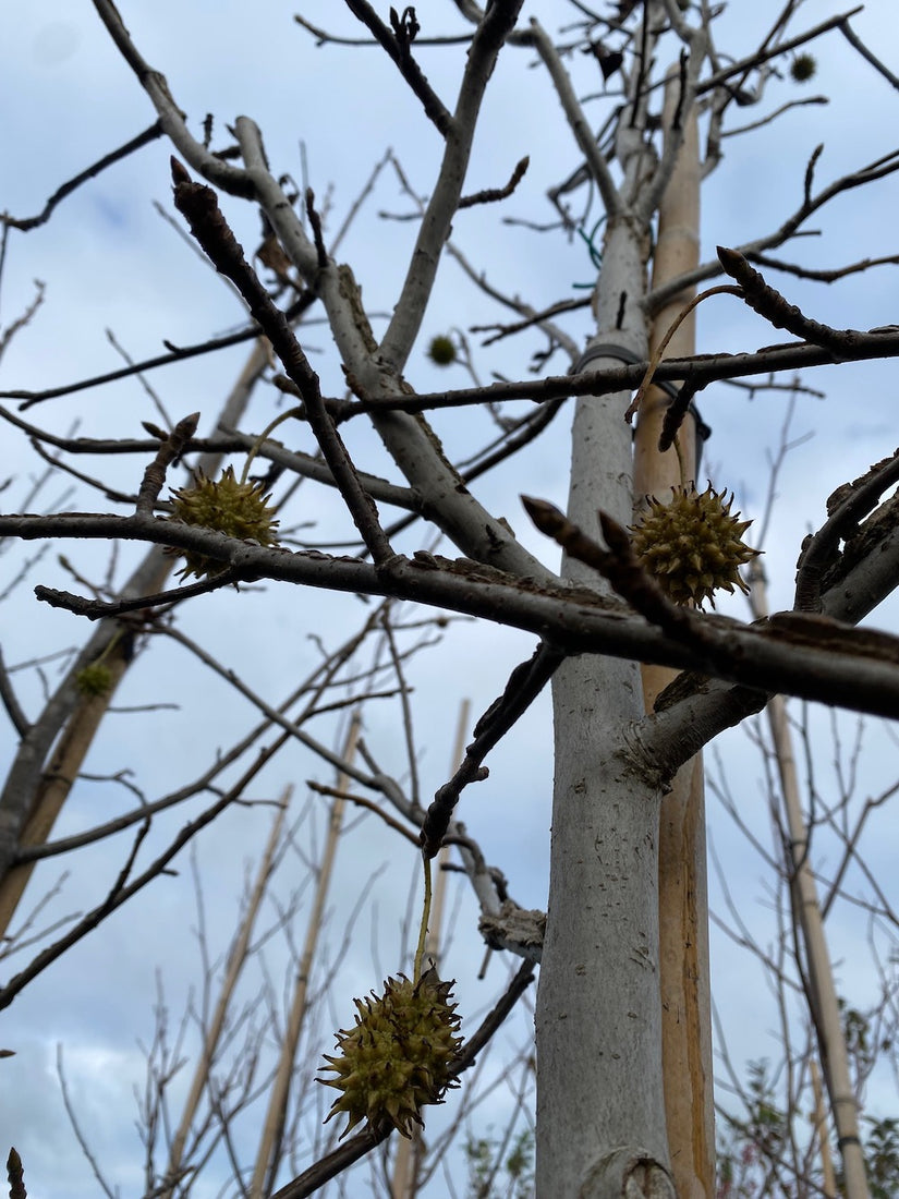 Amberbaum - Liquidambar styraciflua standard