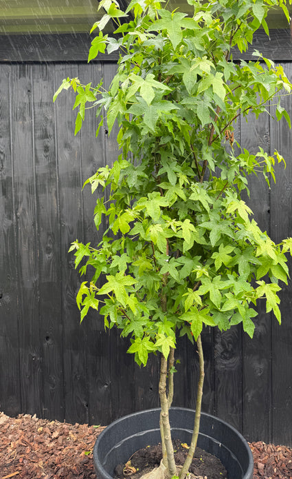 Mehrstämmiger Amberbaum - Liquidambar styraciflua