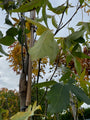 Amberbaum - Liquidambar styraciflua 'Slender Silhouette' Säulenform