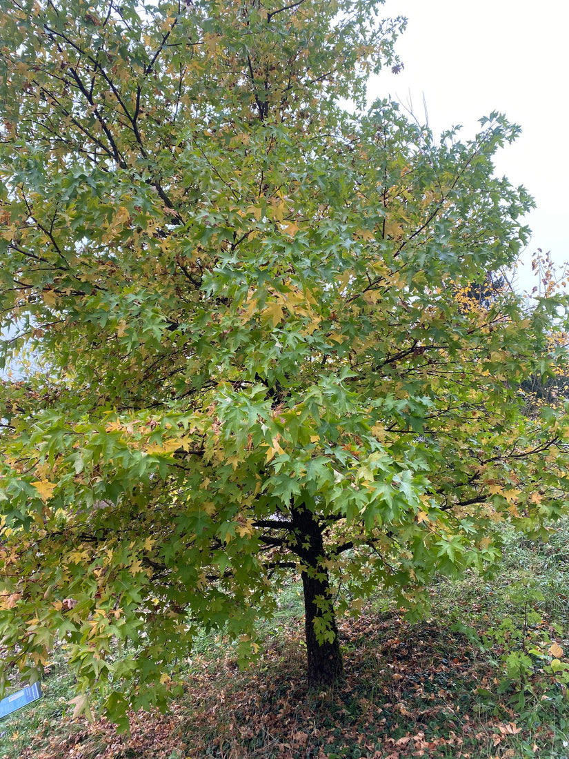 Amberbaum - Liquidambar styraciflua