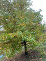 Amberbaum - Liquidambar styraciflua