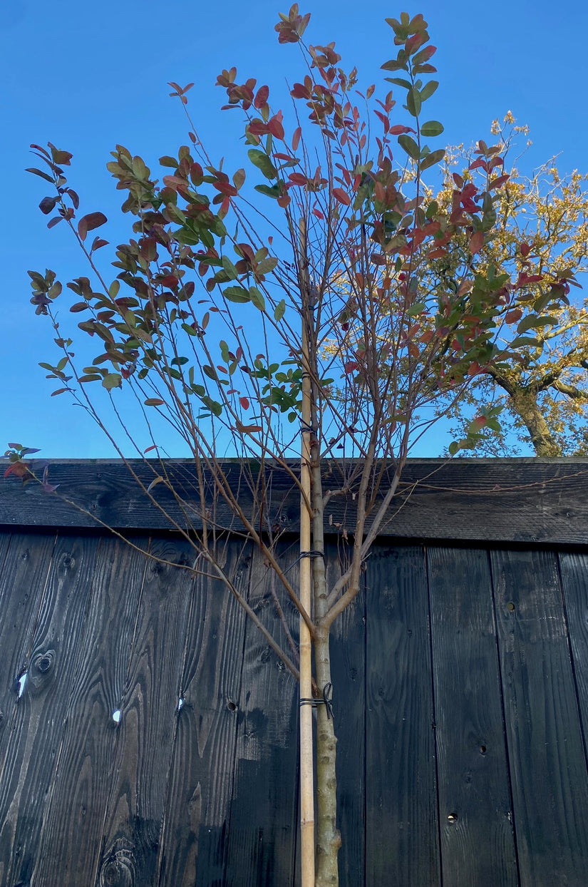 Amerikanischer Elsbeerbaum - Amelanchier lamarckii auf einem hohen Stamm