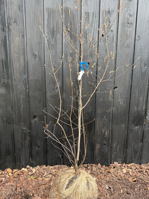 Biologisch angebaut - Mehrstämmig 150-175 cm