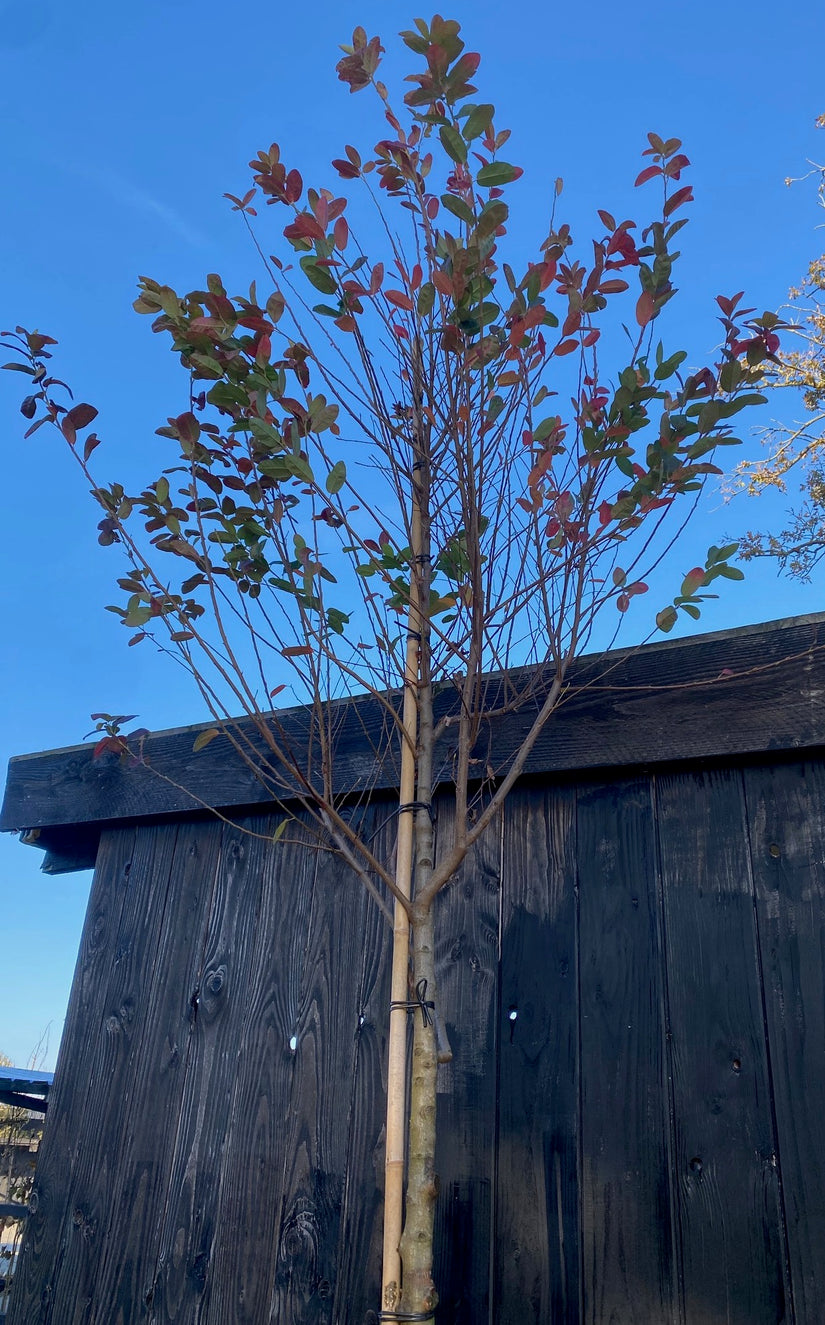 Amerikanischer Elsbeerbaum - Amelanchier lamarckii auf einem hohen Stamm