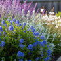Amerikanischer Flieder - Ceanothus arboreus 'Julia Phelps'