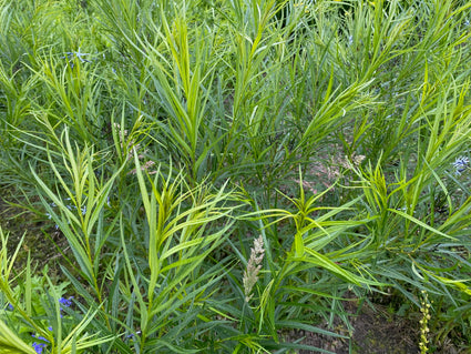 Bio-Sternimmergrün – Amsonia hubrichtii