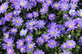 Blaue Anemone – Anemone blanda TIPP