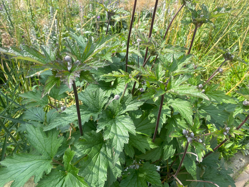 Herbstanemone - Anemone hupehensis 'Praecox'