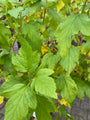 Blasensüß - Physocarpus opulifolius 'Angel Gold'