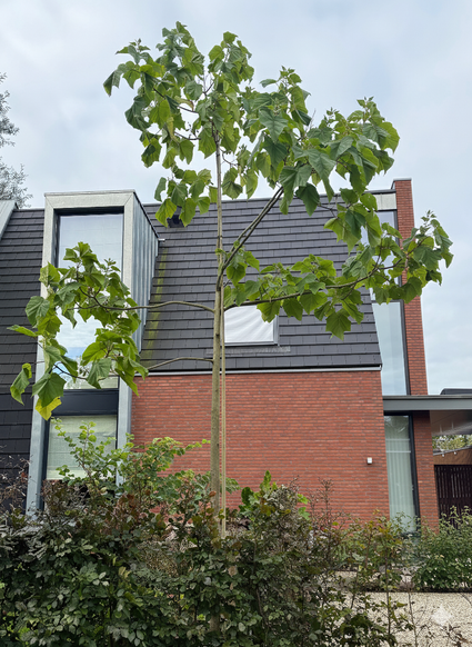 Anna Paulowna-Baum - Paulownia tomentosa