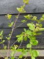 Apfelbeere - Aronia prunifolia 'Viking'