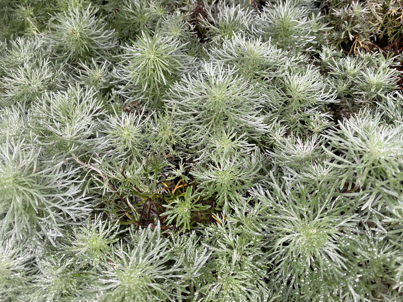 Beifuß / Wermut - Artemisia schmidtiana 'Nana'