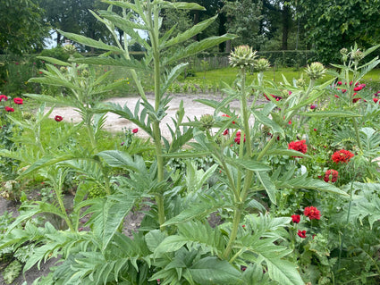 Artischocke - Cynara scolymus