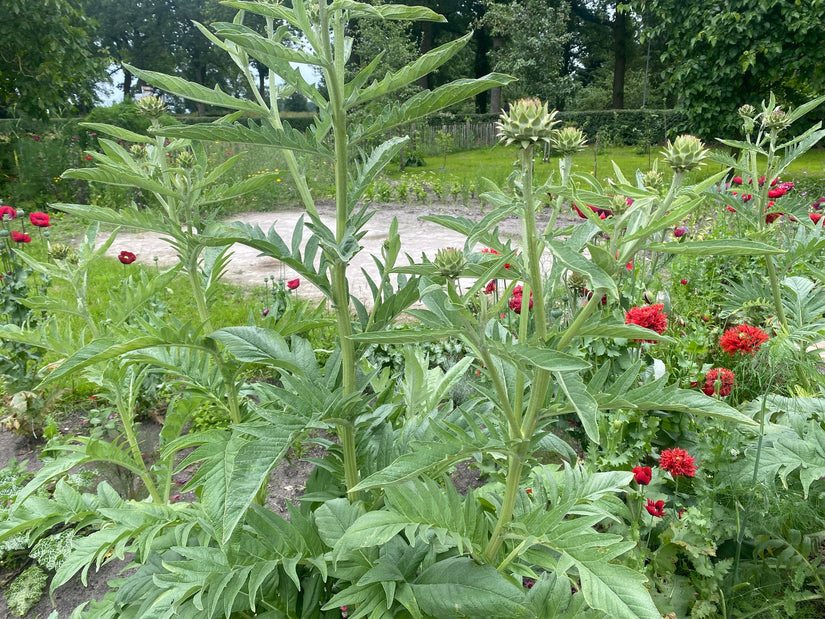 Artischocke - Cynara scolymus