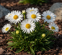 Alpenaster (Höhe 20 cm) - Aster alpinus 'Albus'