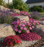 Aster alpinus 'Happy End' in border met lavendel, steenbreek peter pan en steenanjer dianthus