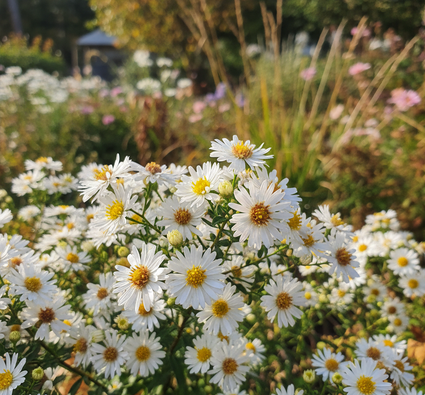 Herbstaster (Höhe 50 cm, Weiß/Hellrosa) - Aster ageratoides 'Asmo'