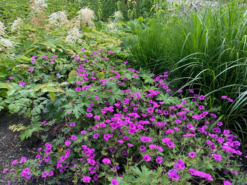 witte astilbe deutschland gecombineerd met geranium (onder), brandkruid phlomis (boven) en miscanthus siergras