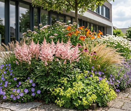 Muskelstrauch - Astilbe 'Europa'